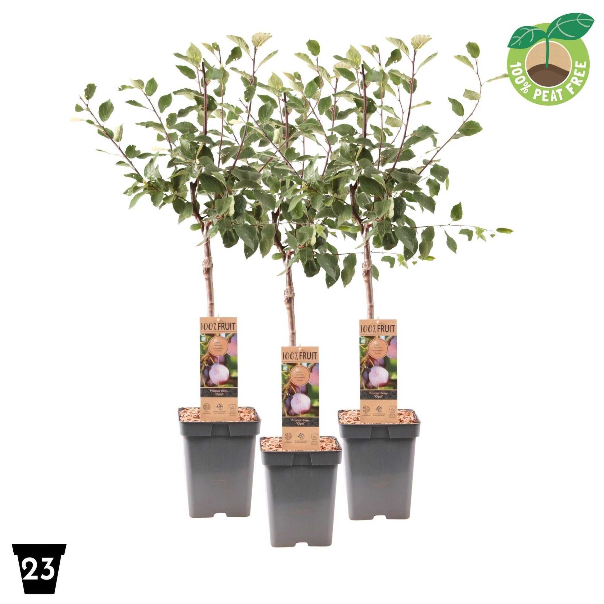 Prunus domestica Opal/Victoria (Plum) 90cm 23cm Pot