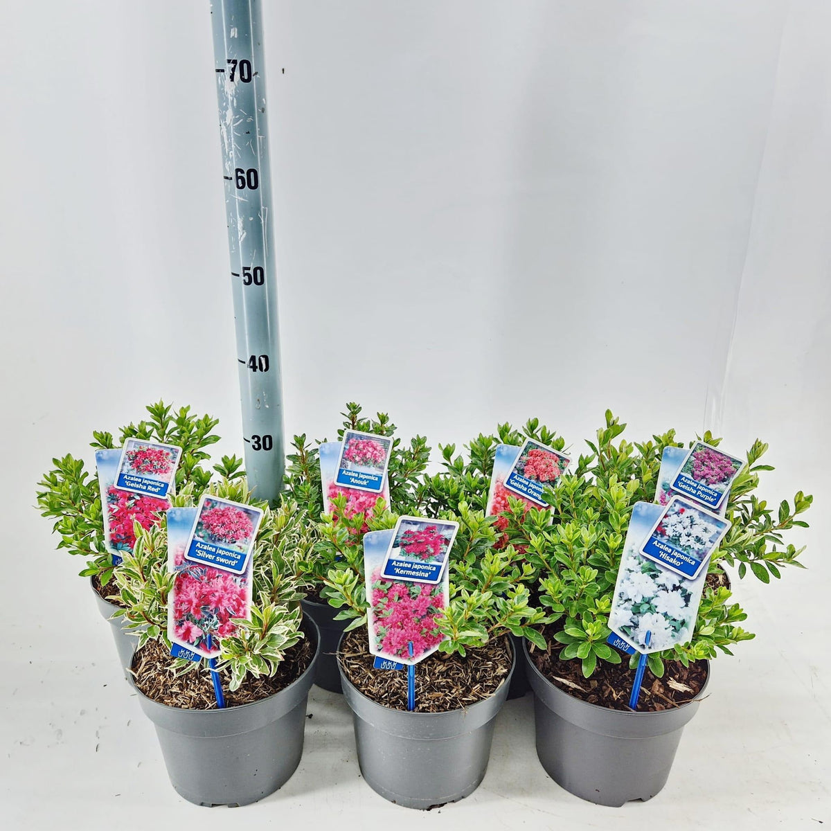Rhododendron japonicum 30cm 19cm Pot