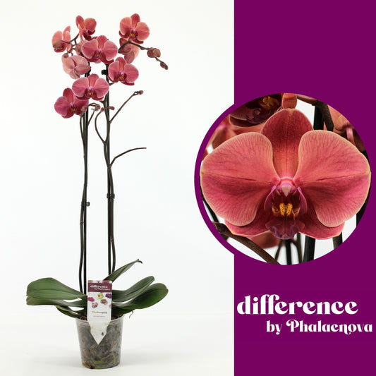 Phalaenopsis orange 65cm 12cm Pot