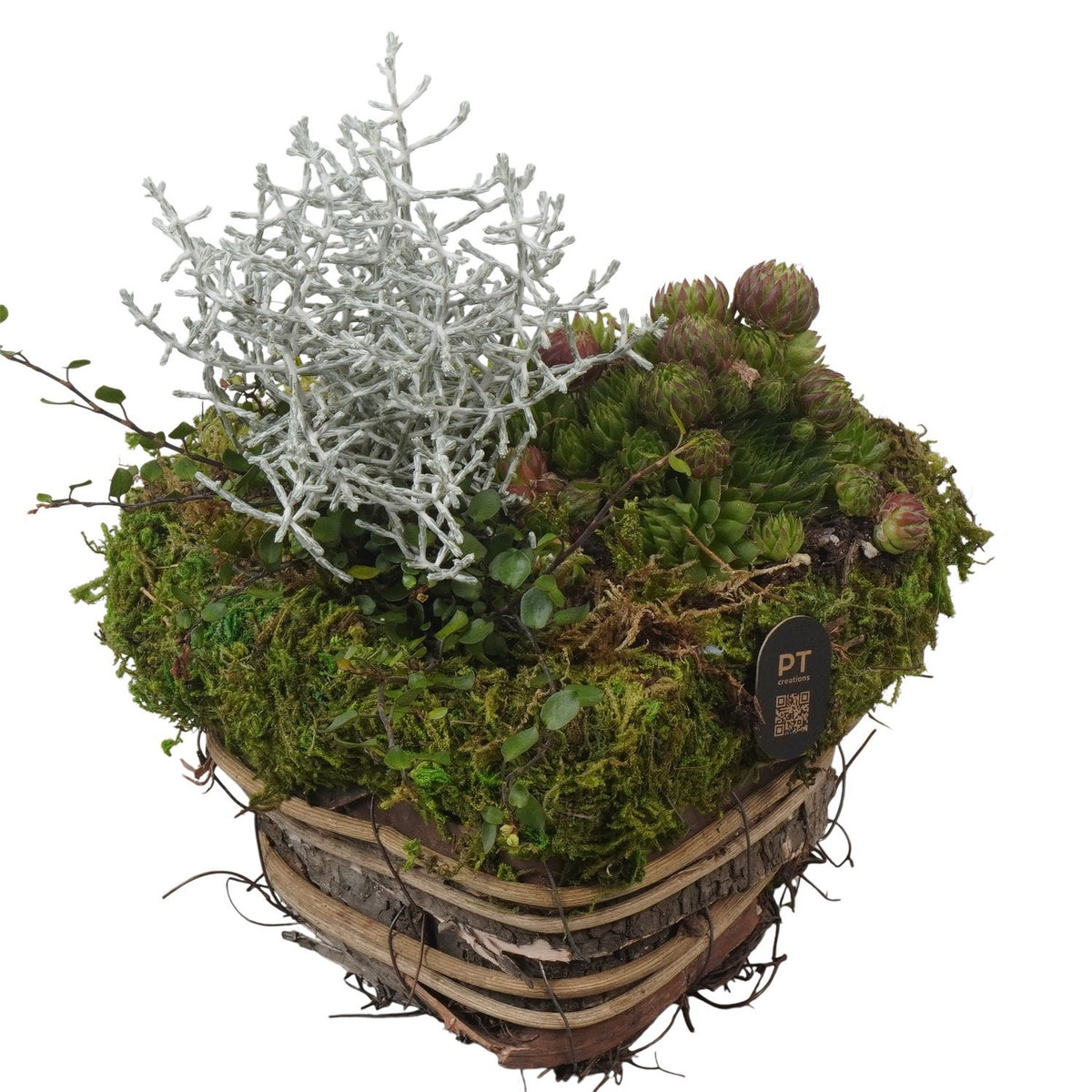 arr. all saints day 21cm 16cm Pot