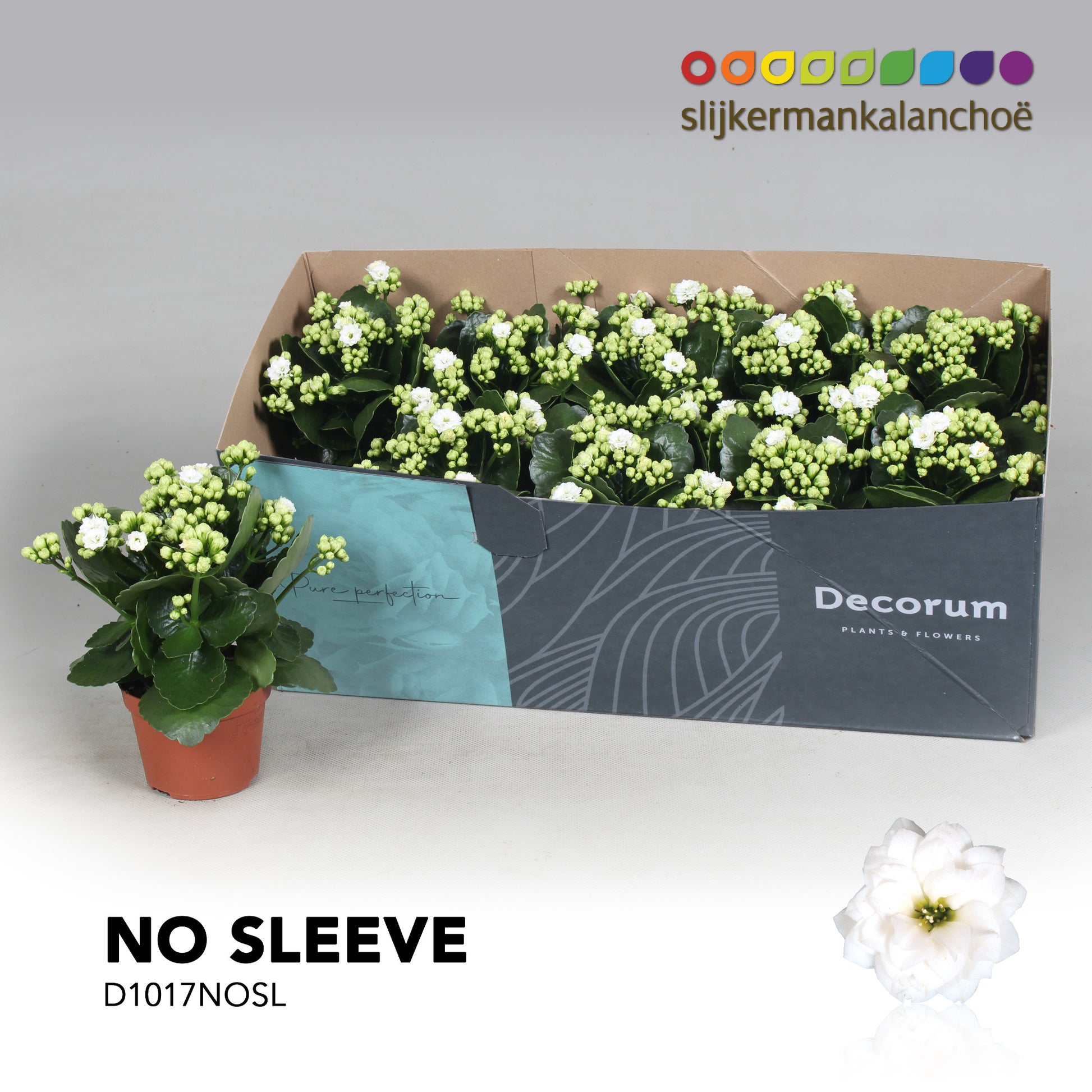 Kalanchoe Stellar White 23cm 10.5cm Pot