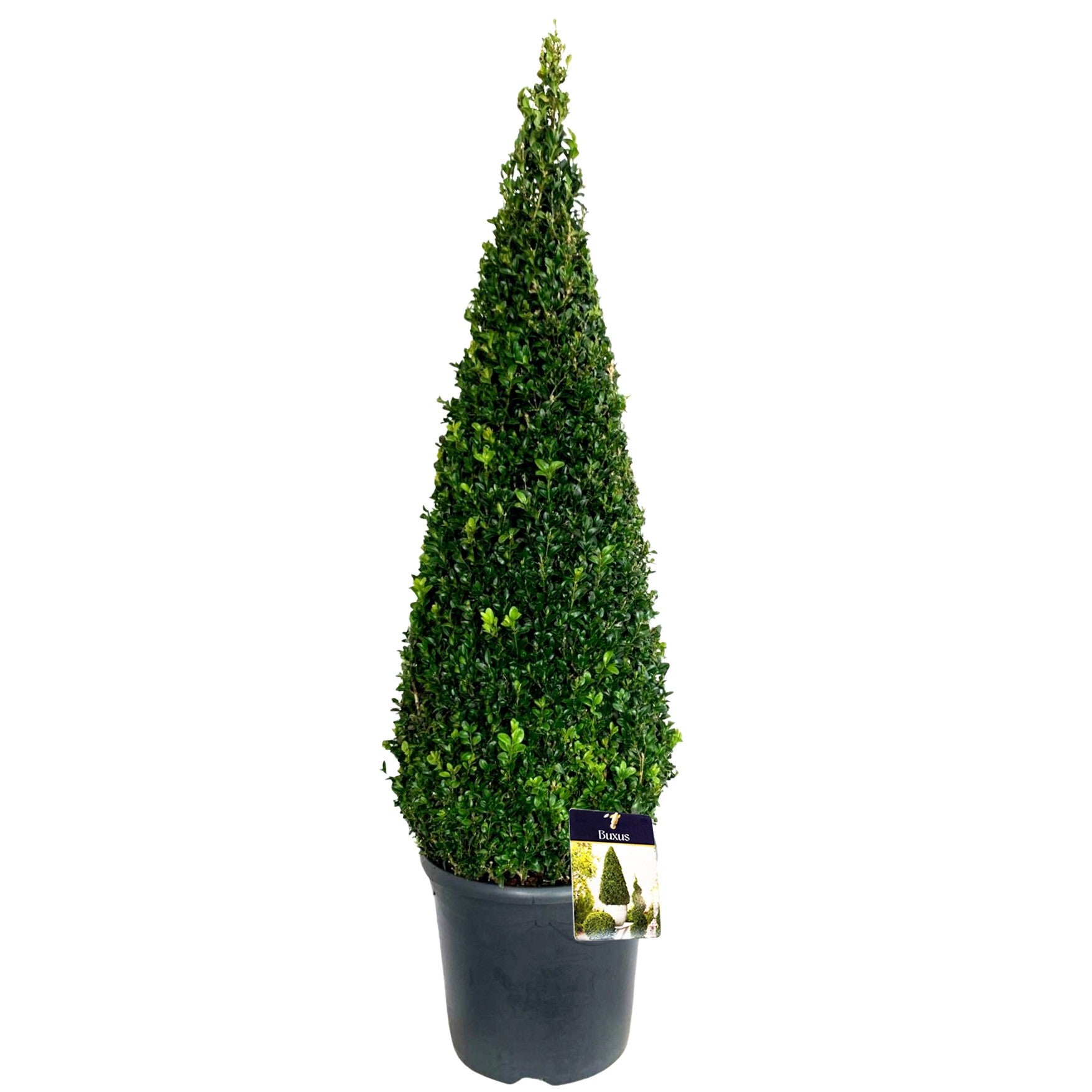 Buxus sempervirens ball 120cm 31cm Pot