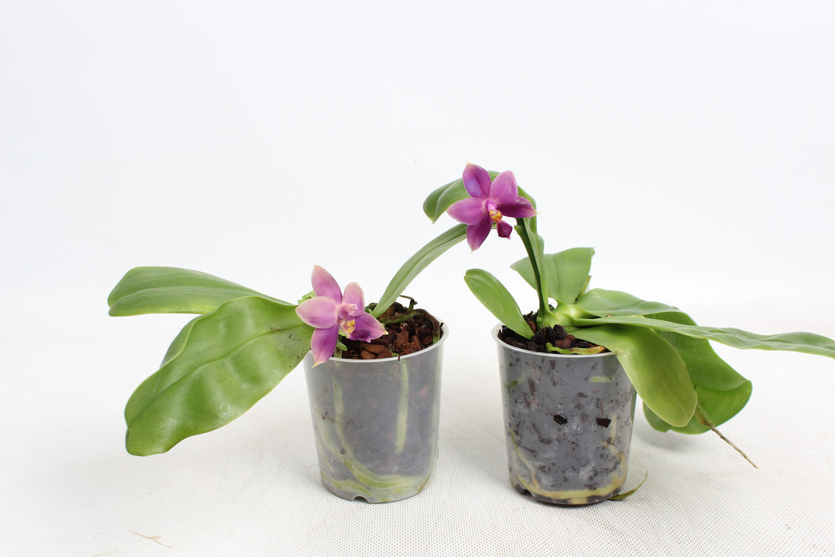Phalaenopsis Hybrid 10cm 9cm Pot