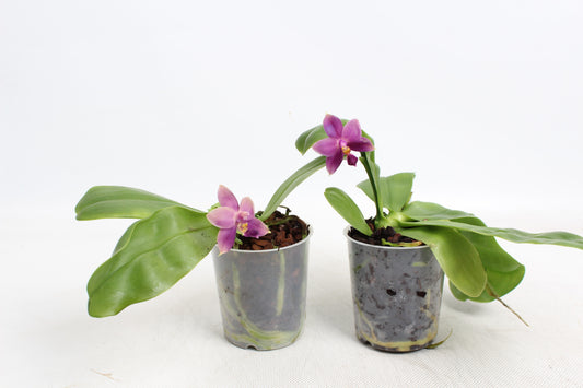 Phalaenopsis Hybrid 10cm 9cm Pot