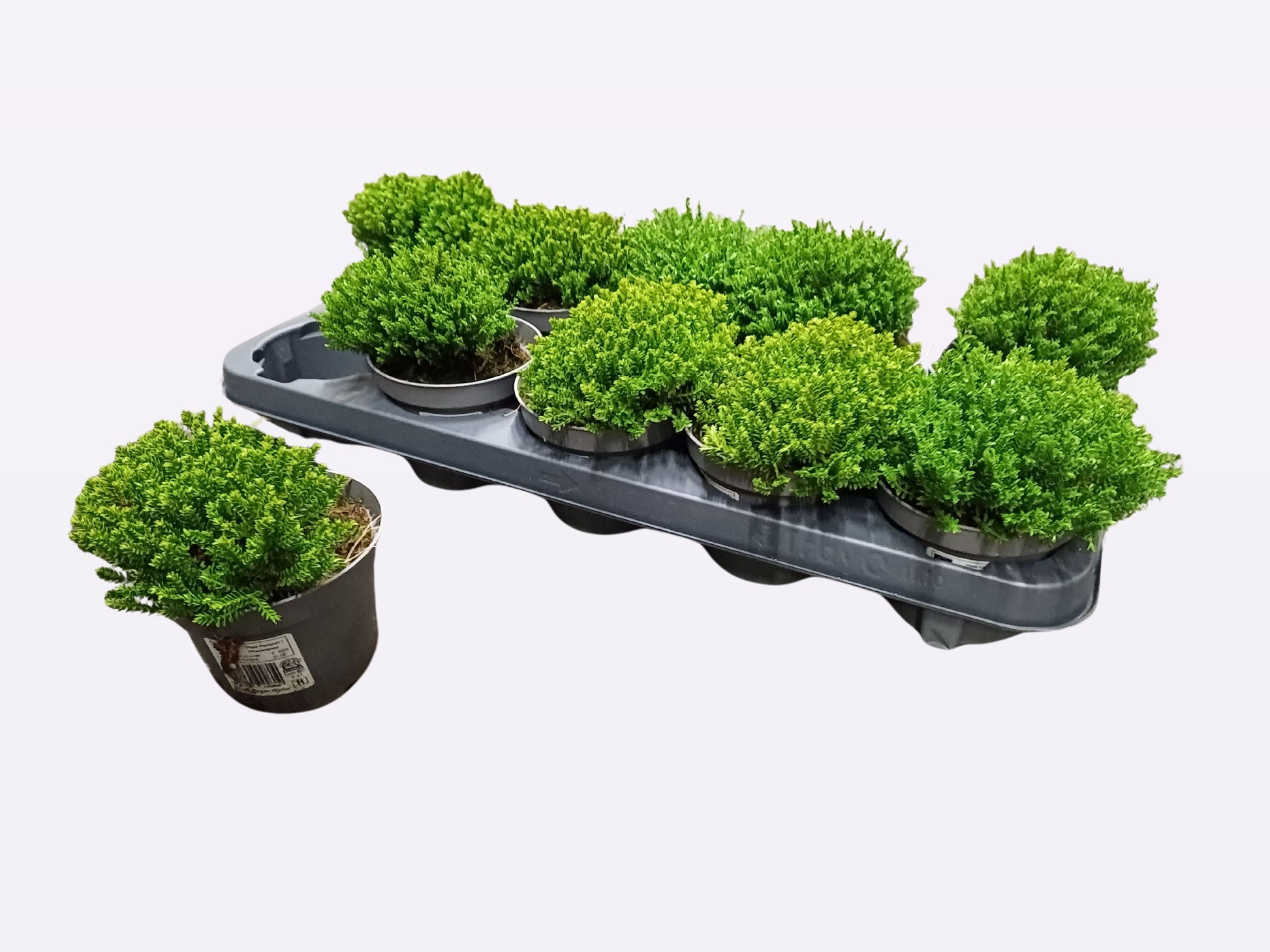 Hebe "Green Globe" 15cm 11cm Pot
