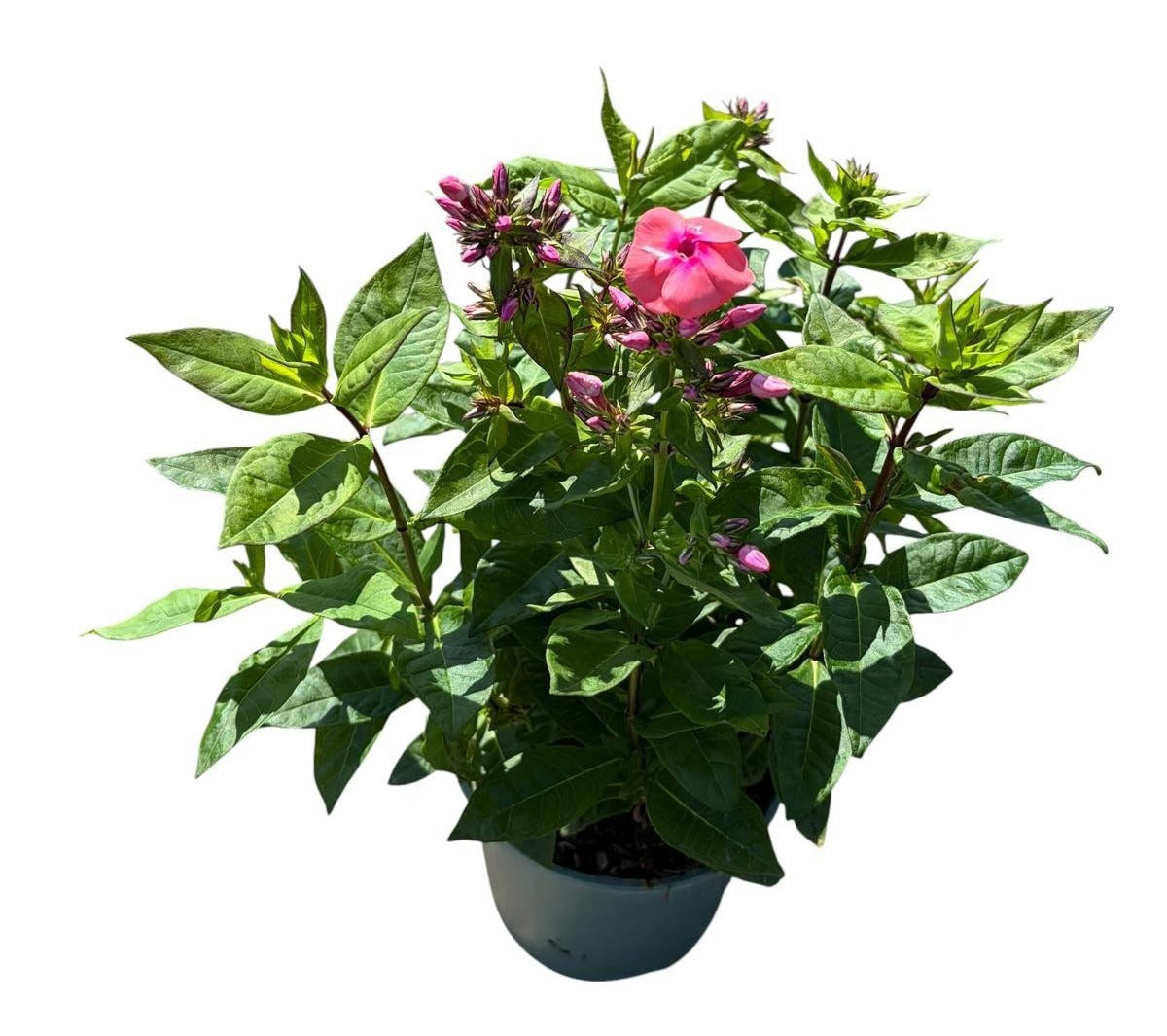 Phlox pan. pink 30cm 17cm Pot
