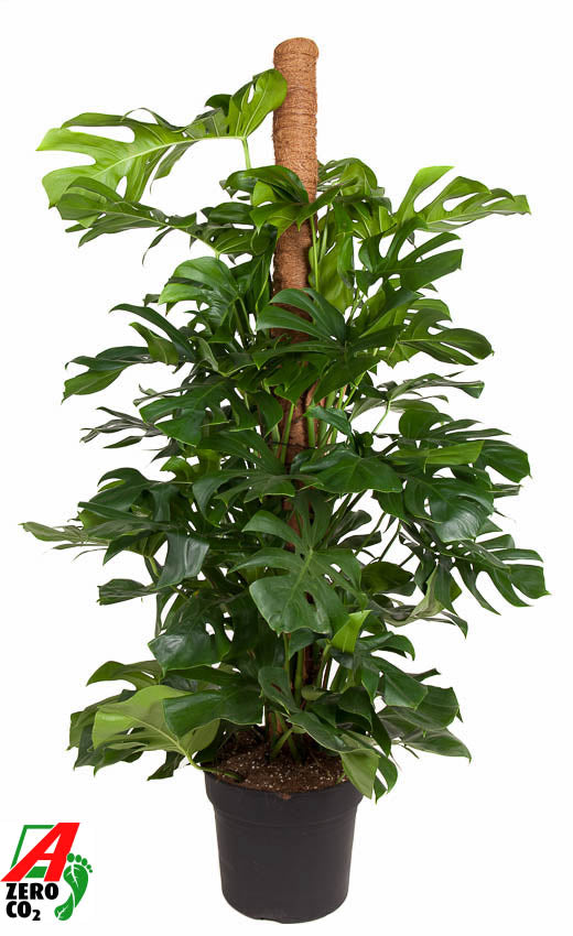 Monstera deliciosa 180cm 40cm Pot