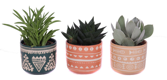 Succulent mix 25cm 10cm Pot