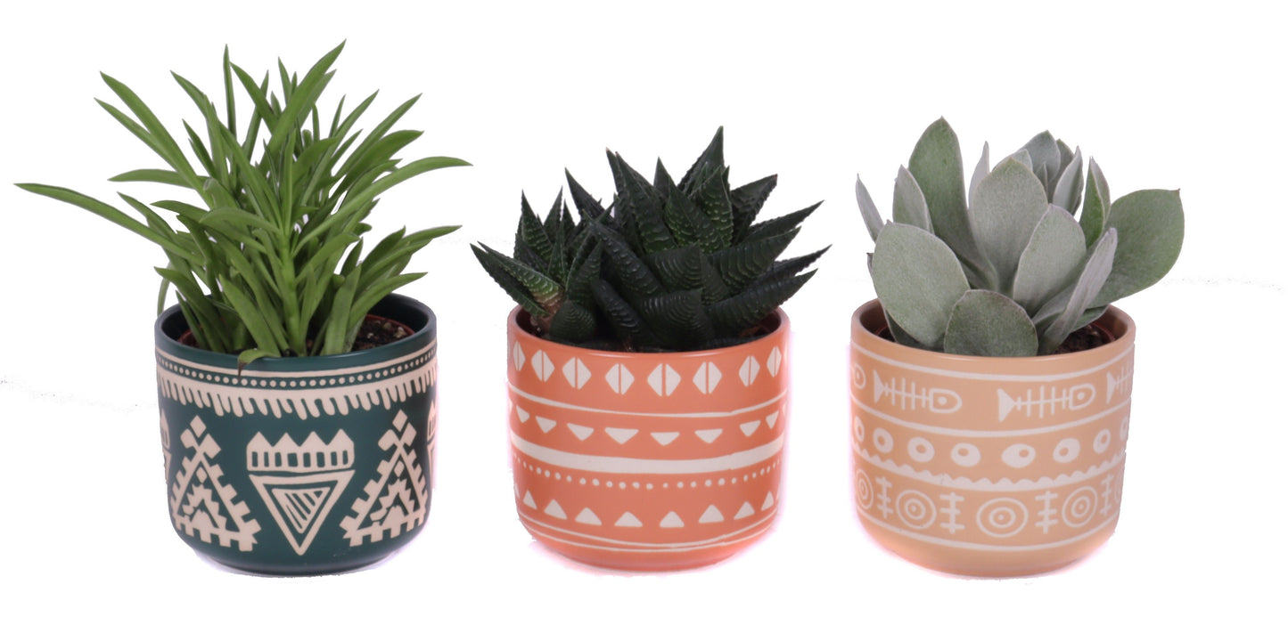 Succulent mix 25cm 10cm Pot