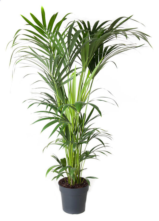 Howea forsteriana 160cm 27cm Pot