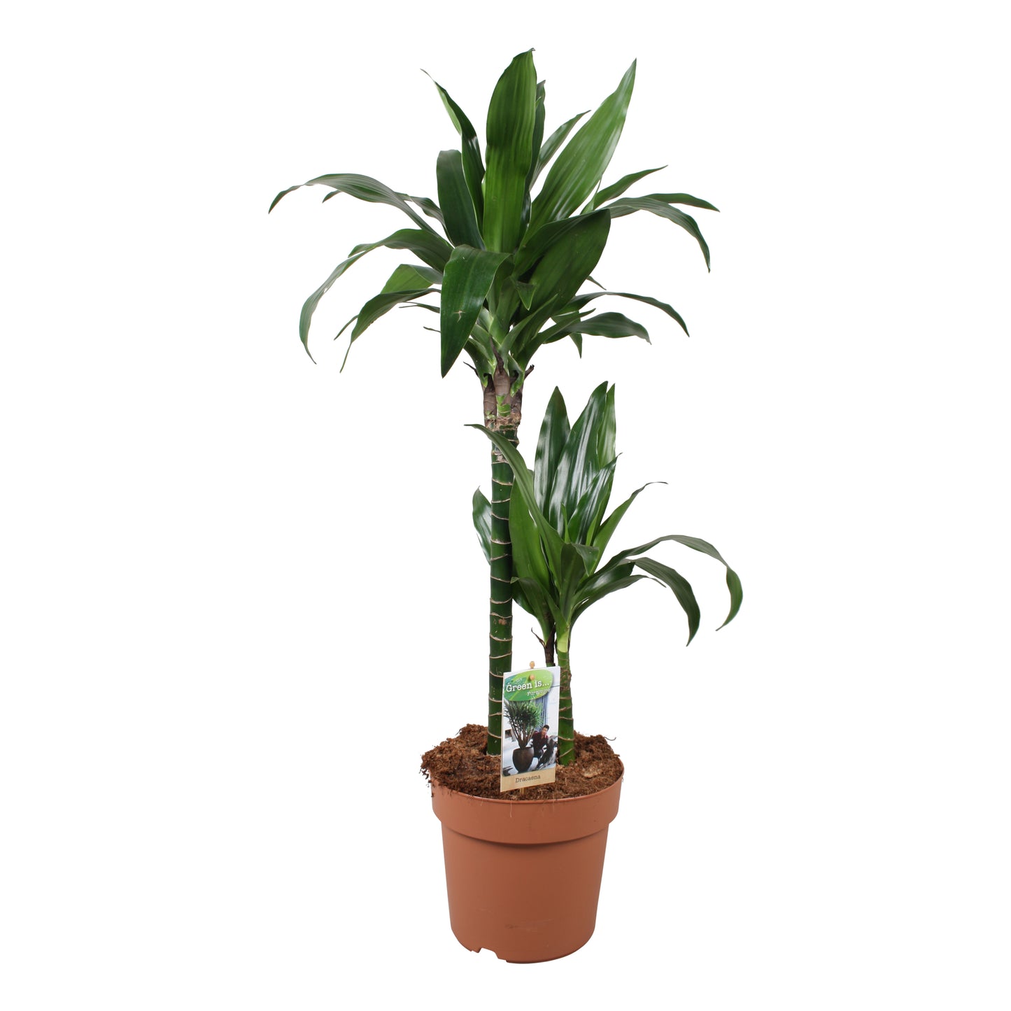 Dracaena fragrans Janet Craig 90cm 21cm Pot