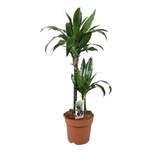 Dracaena fragrans Janet Craig 90cm 21cm Pot