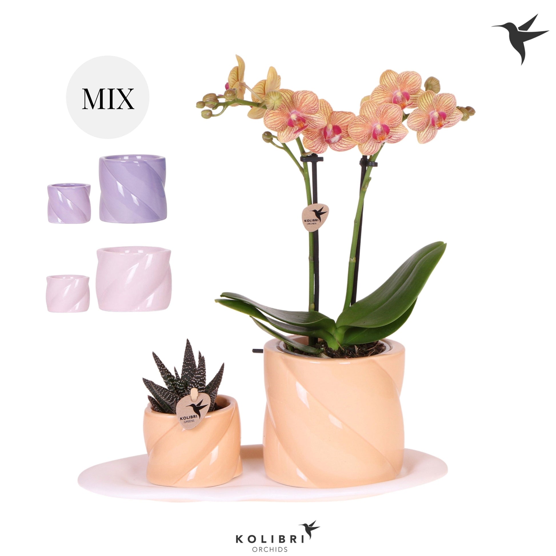 Kolibri Gift Set small Optimism mix 40cm 18cm Pot