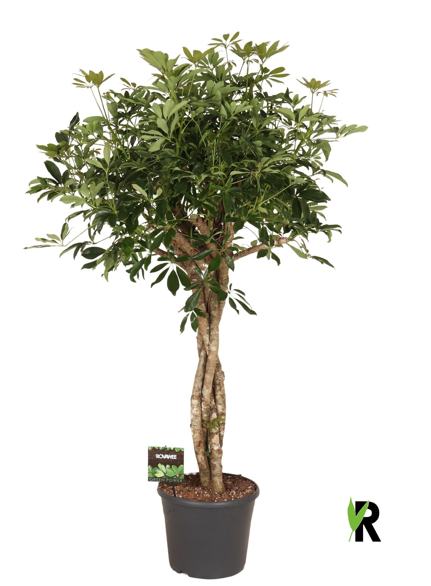Schefflera Compacta 170cm 35cm Pot