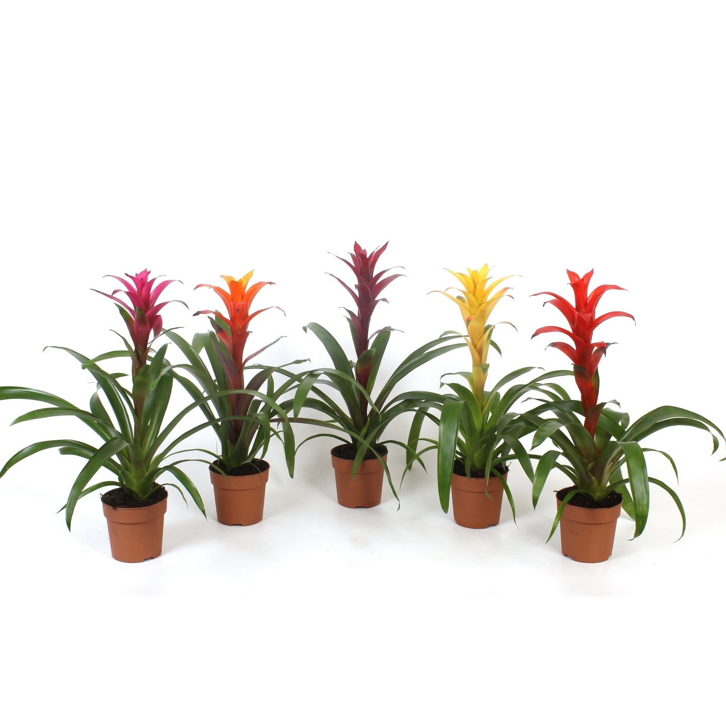 Guzmania mix 45cm 12cm Pot
