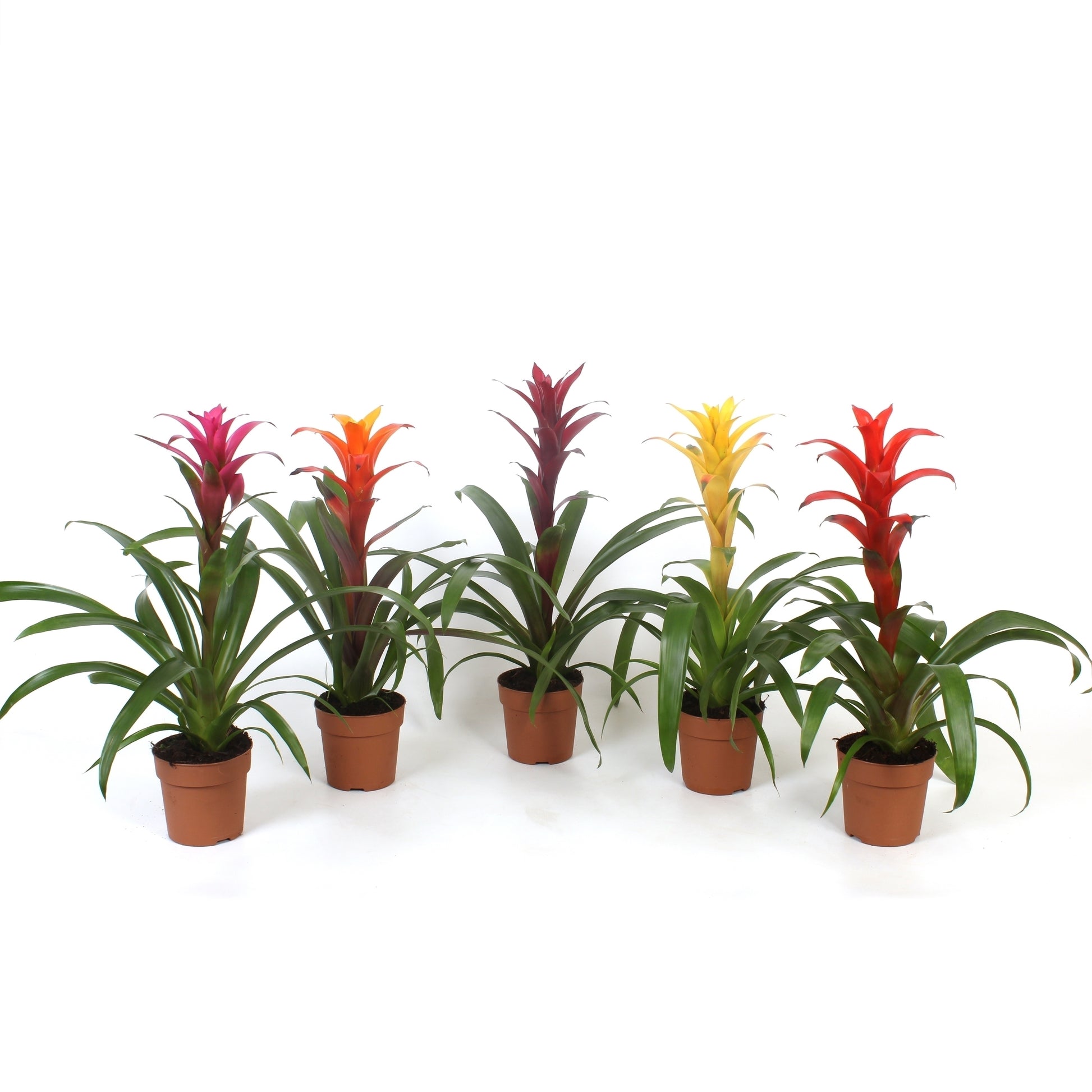 Guzmania mix 45cm 12cm Pot