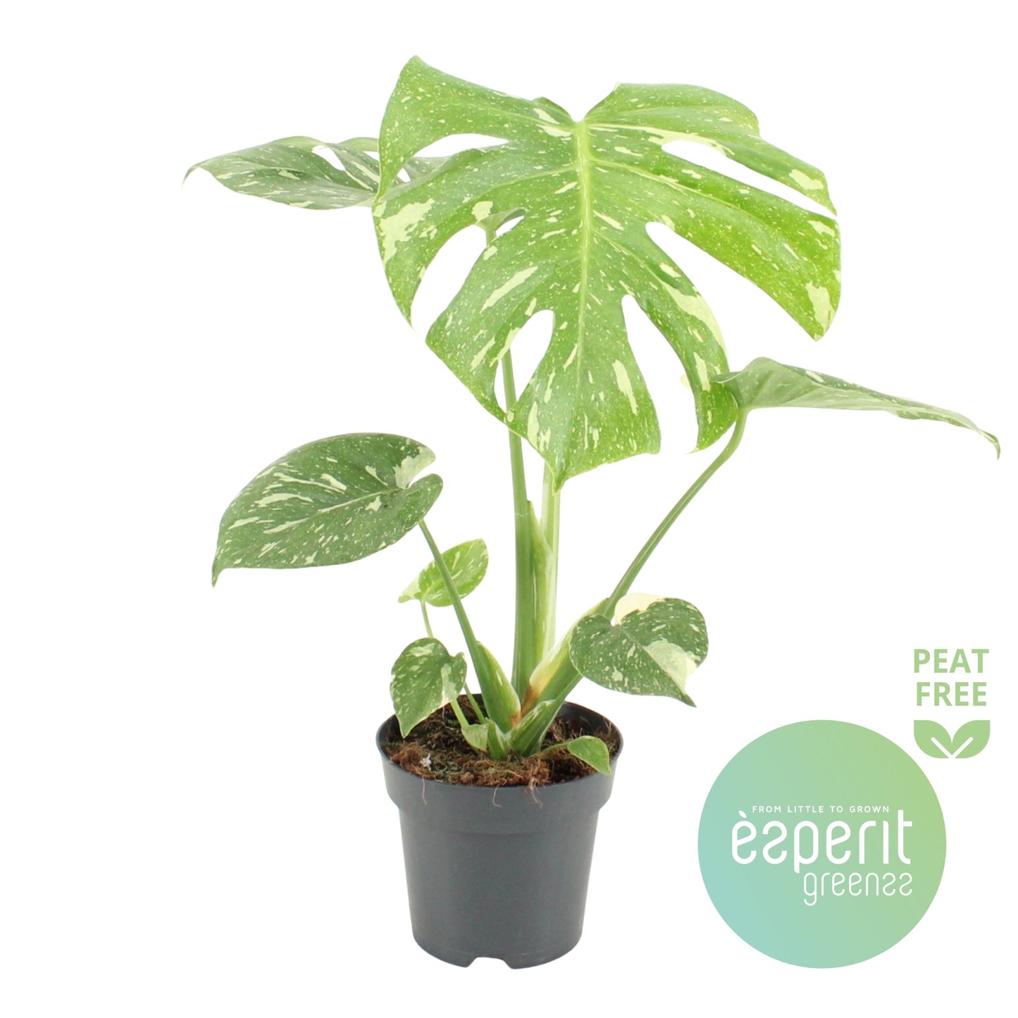 Monstera Thai Constellation 50cm 14cm Pot