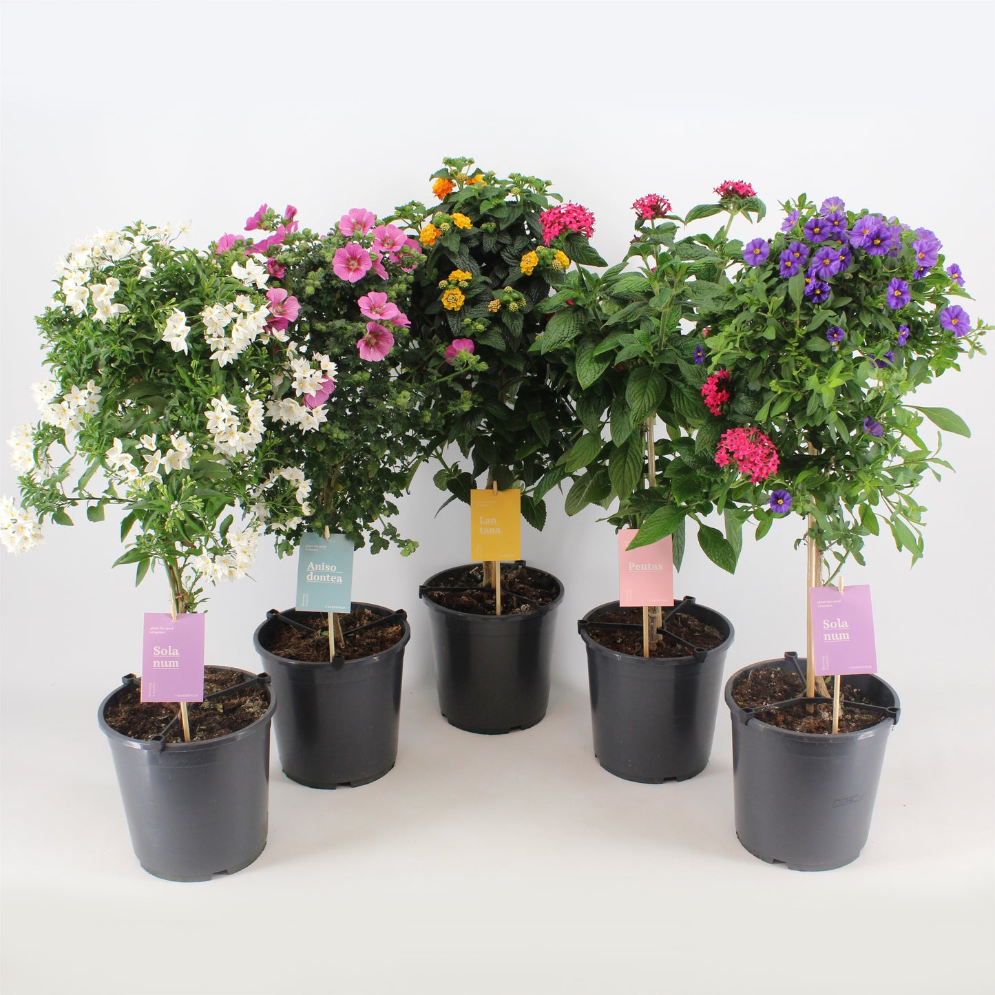 Tub plants standard mix 75cm 19cm Pot