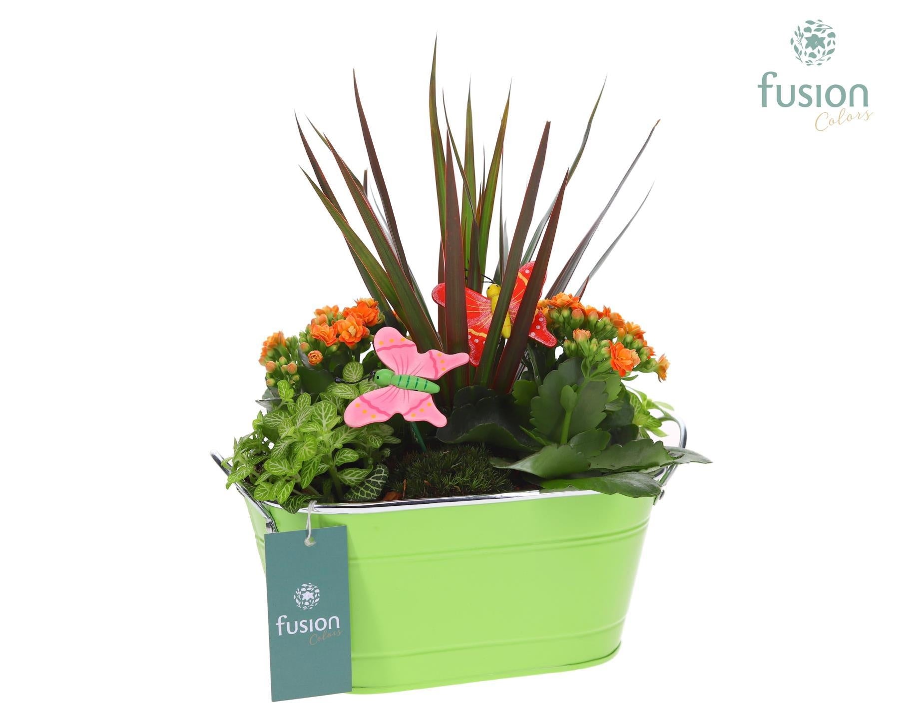 Schaal zink ovaal met Arrangement 35cm 25cm Pot