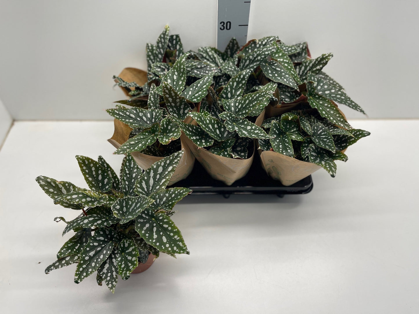 Begonia mac. Spotlight Green 30cm 12cm Pot