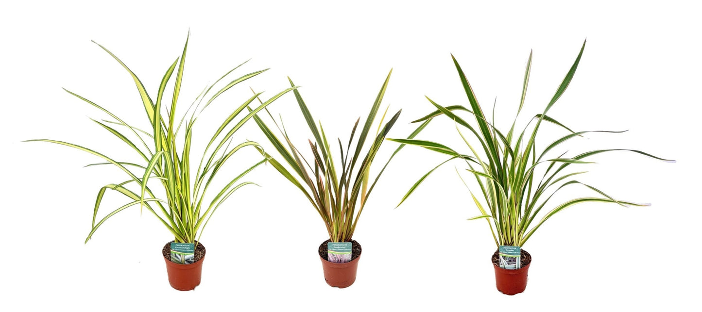 Phormium tenax 75cm 13cm Pot