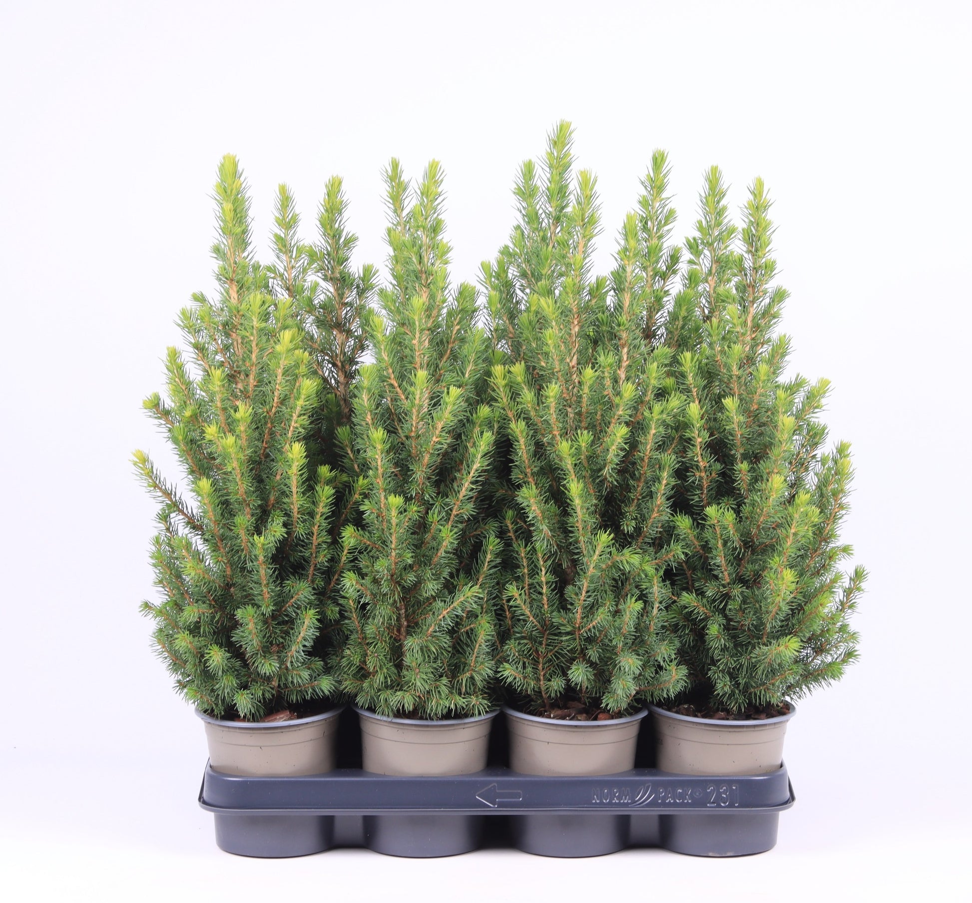 Picea glauca Conica 45cm 11cm Pot