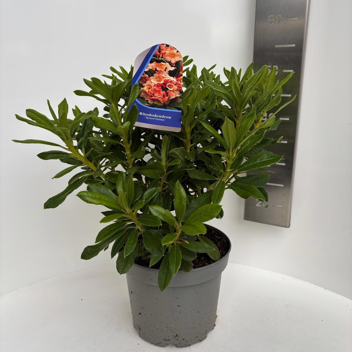 Rhododendron mollis mix 50cm 23cm Pot