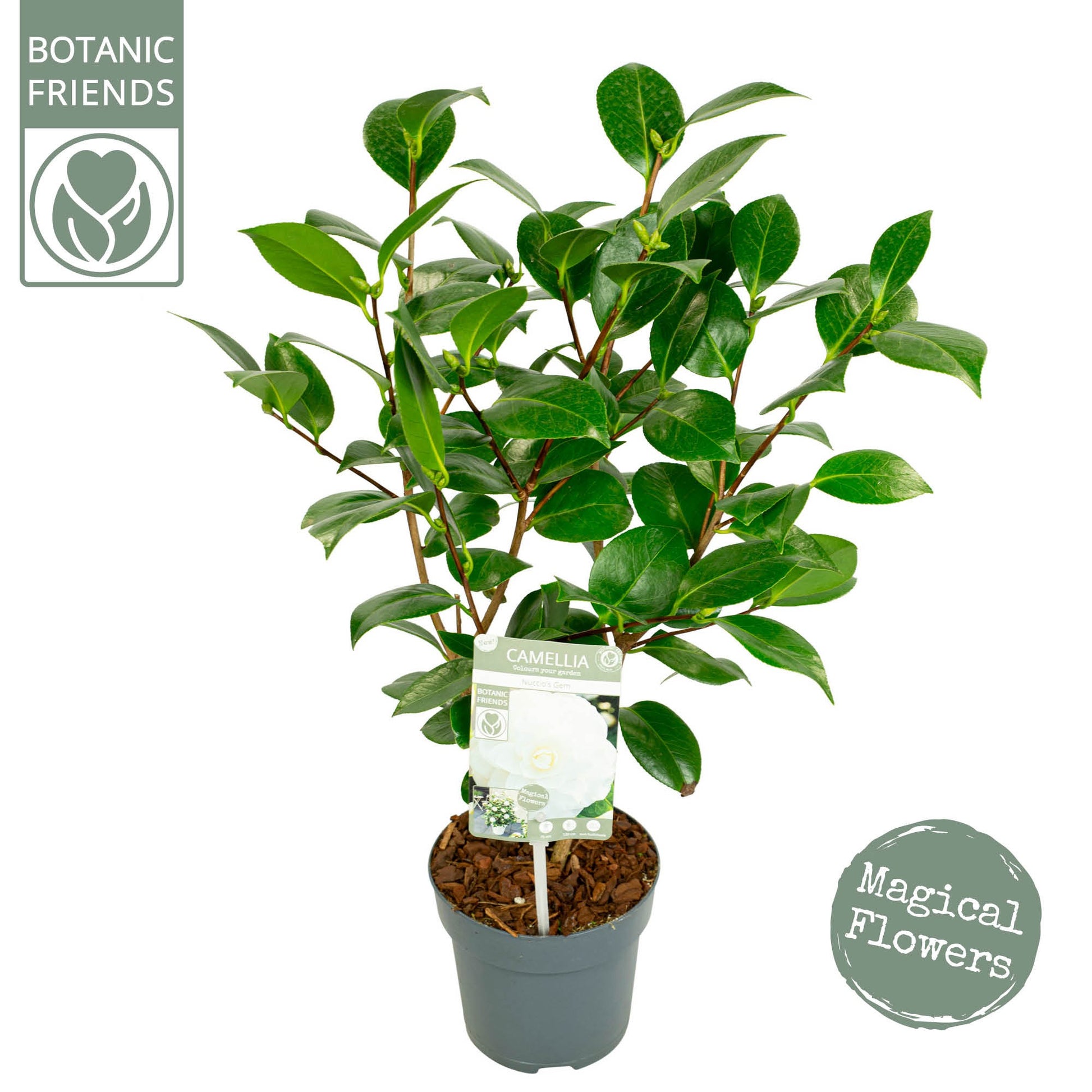 Camellia japonica 50cm 15cm Pot