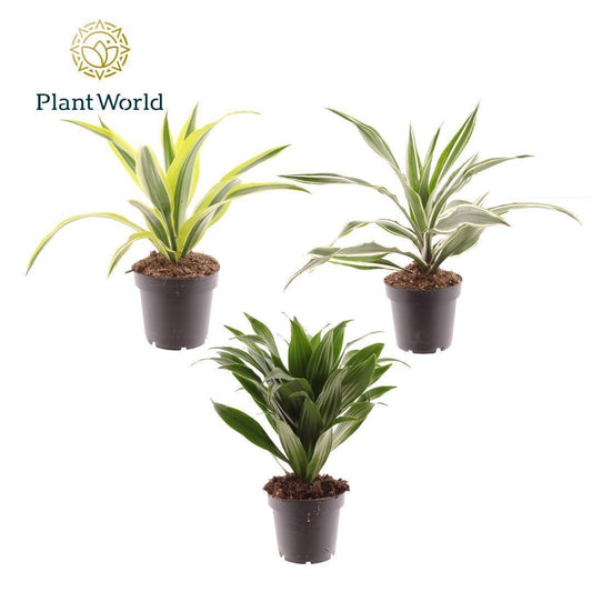 Dracaena fragrans 35cm 12cm Pot