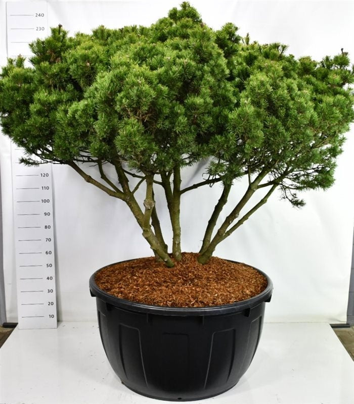 Pinus mugo Mops 250cm 110cm Pot