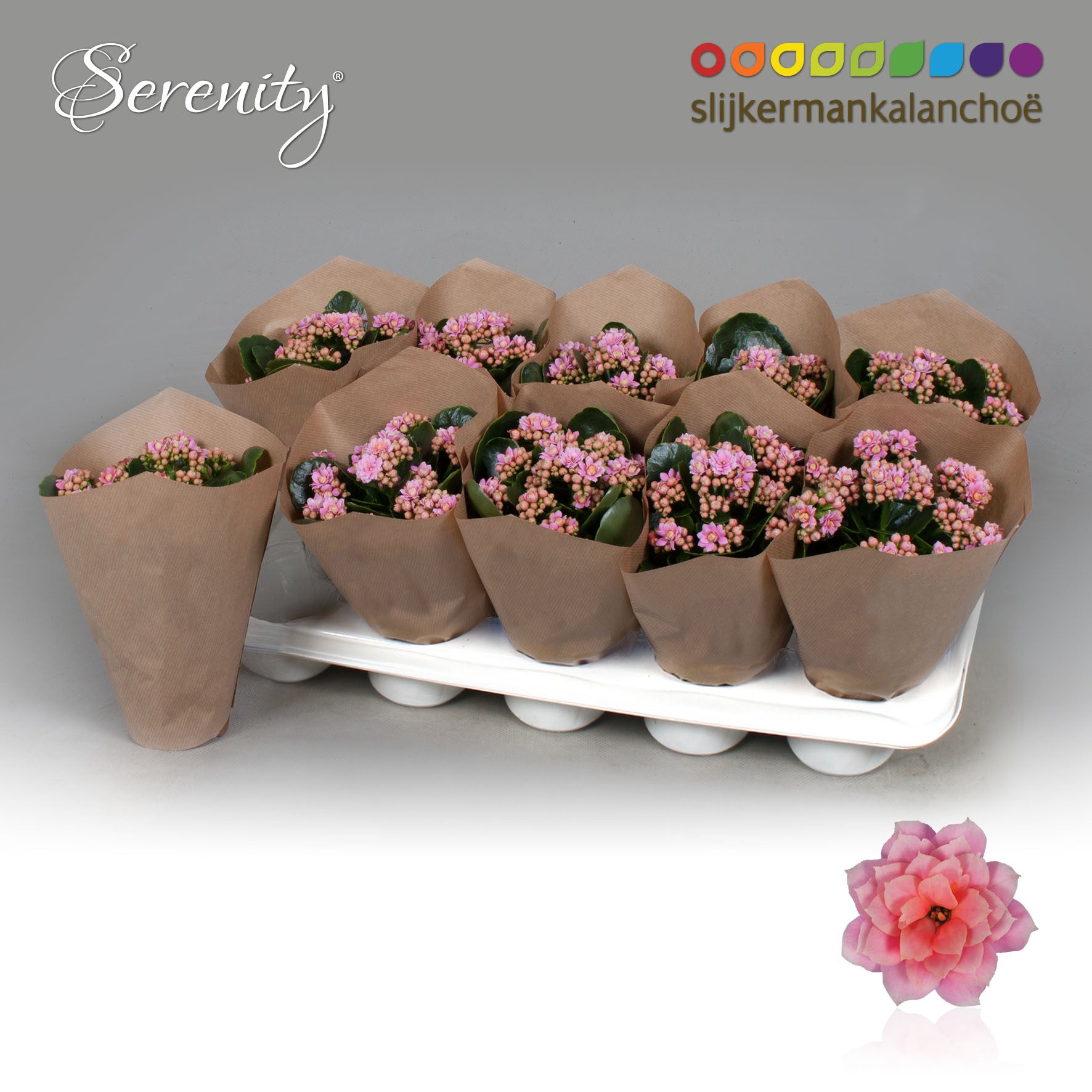 SlijkermanKalanchoe Kalanchoe Serenity Rosa Pack of 10