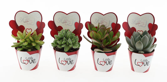 Potcover little love succulenten mix 10cm 8.5cm Pot
