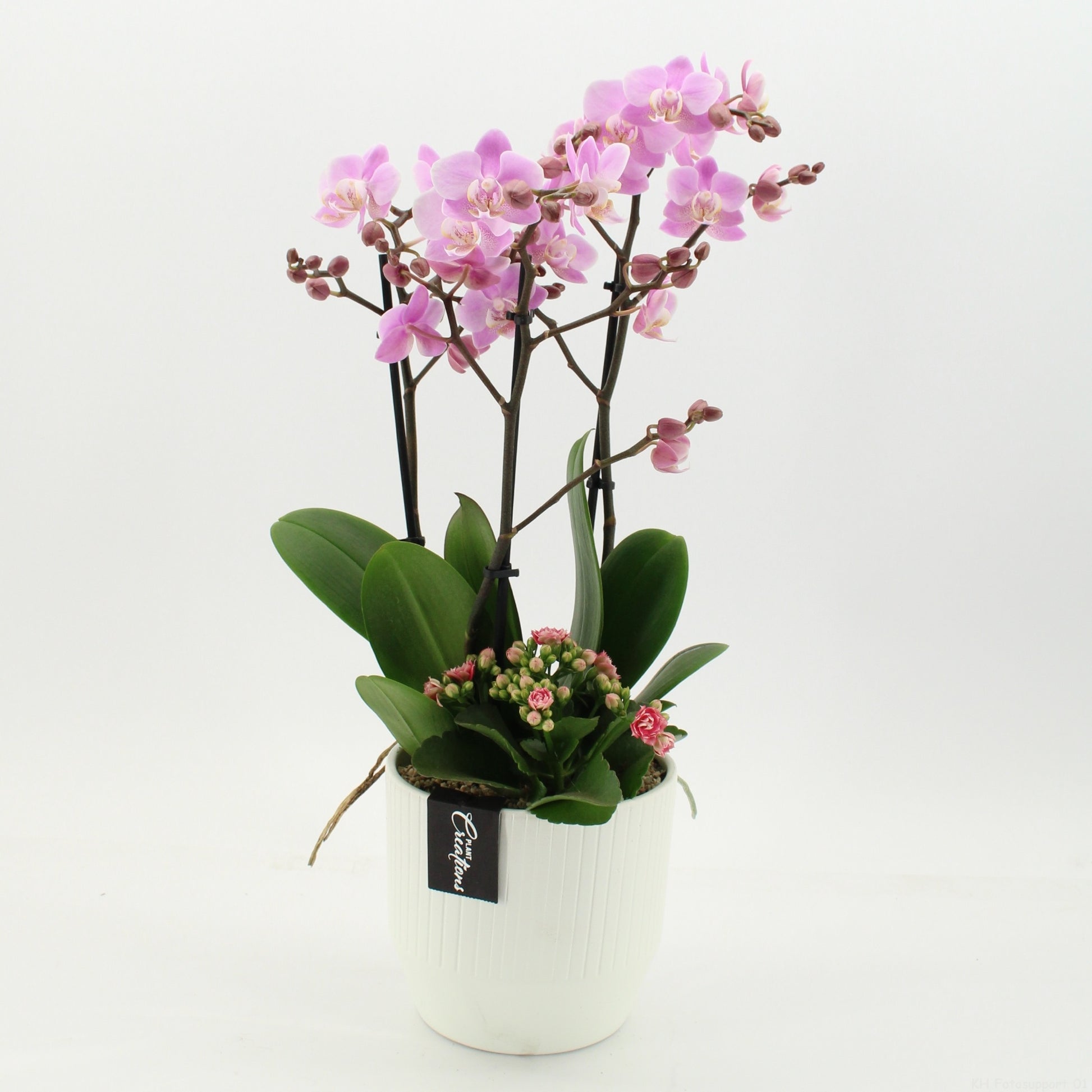 PHAL-2661RZ Phalaenopsis creatie 55cm 16cm Pot