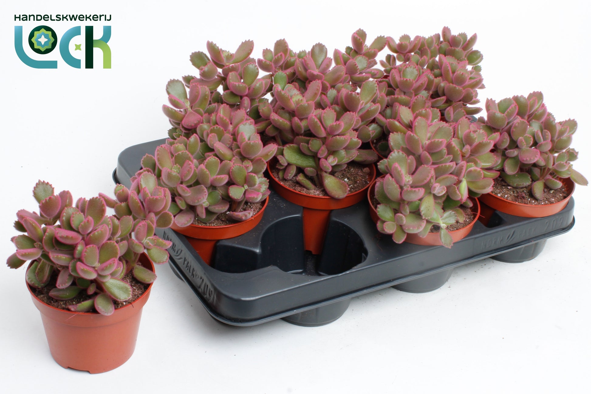 Cotyledon ladysmithiensis 15cm 10.5cm Pot