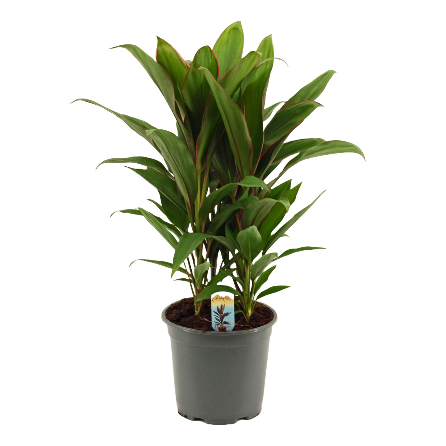 Duijn-Hove BV, kwekerij Cordyline frut. Geraldo Pack of 5