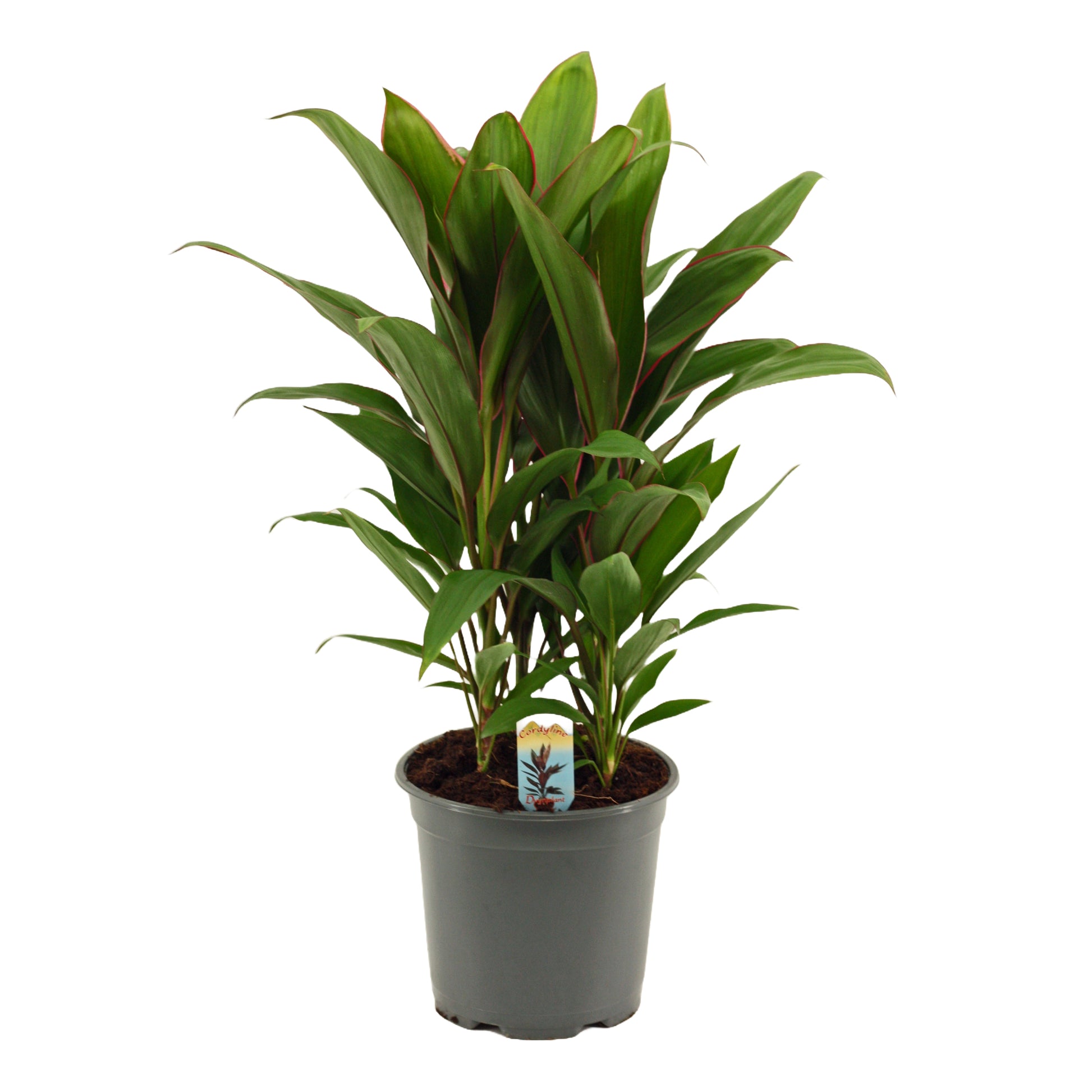 Duijn-Hove BV, kwekerij Cordyline frut. Geraldo Pack of 5