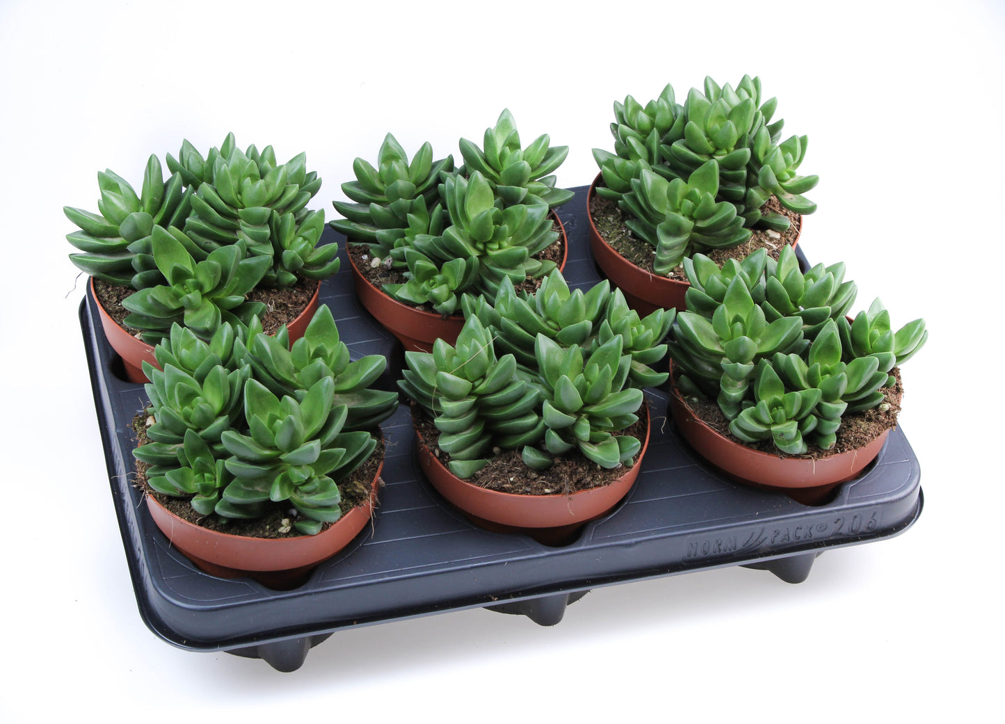 Crassula Ben 15cm 12cm Pot