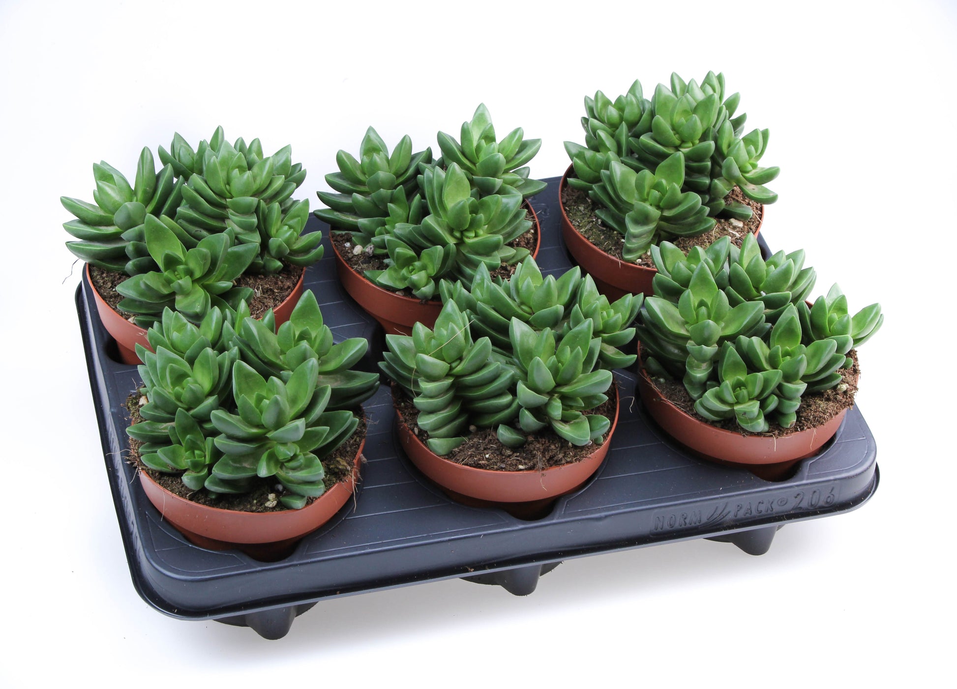 Crassula Ben 15cm 12cm Pot