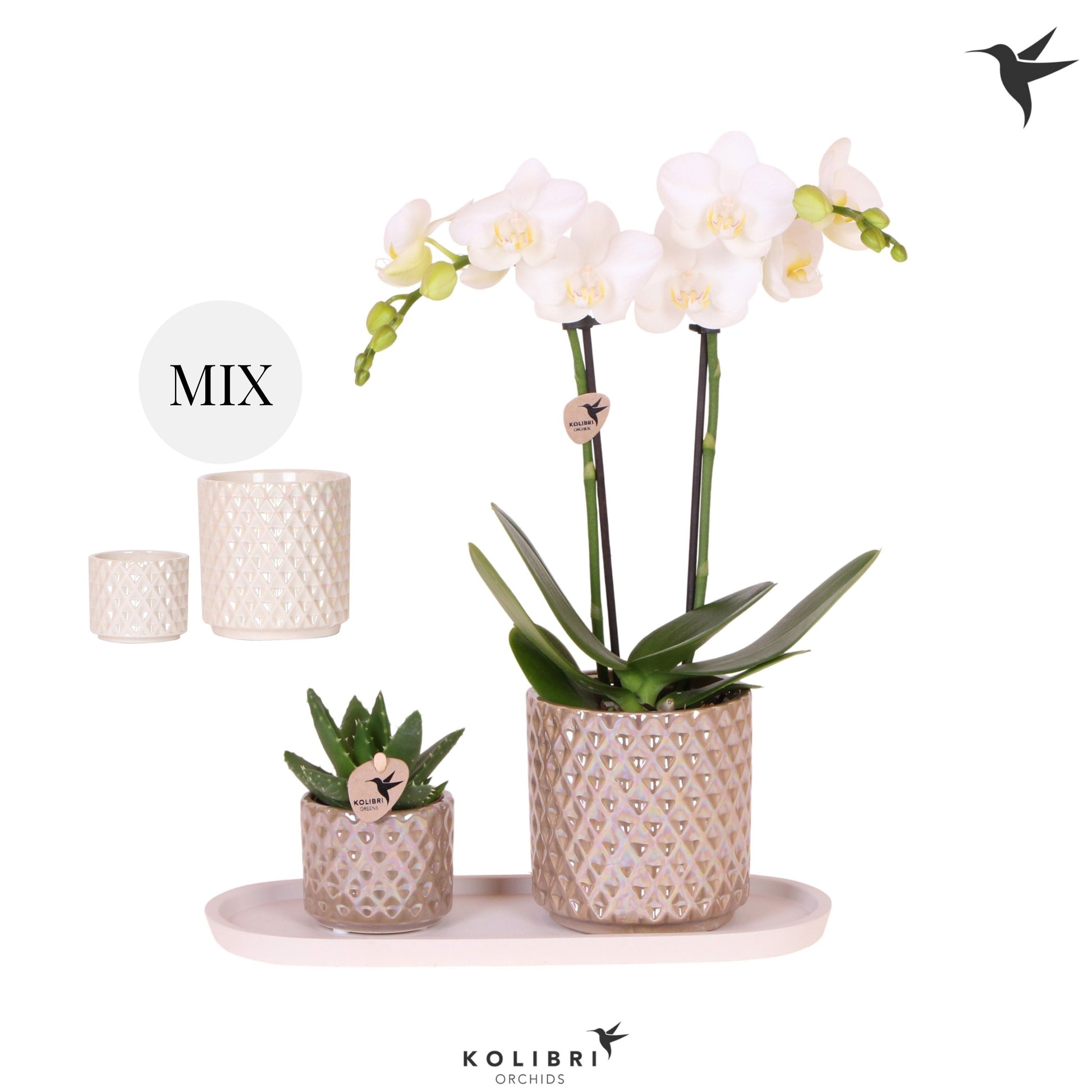 Kolibri Gift Set small Diamond 40cm 18cm Pot