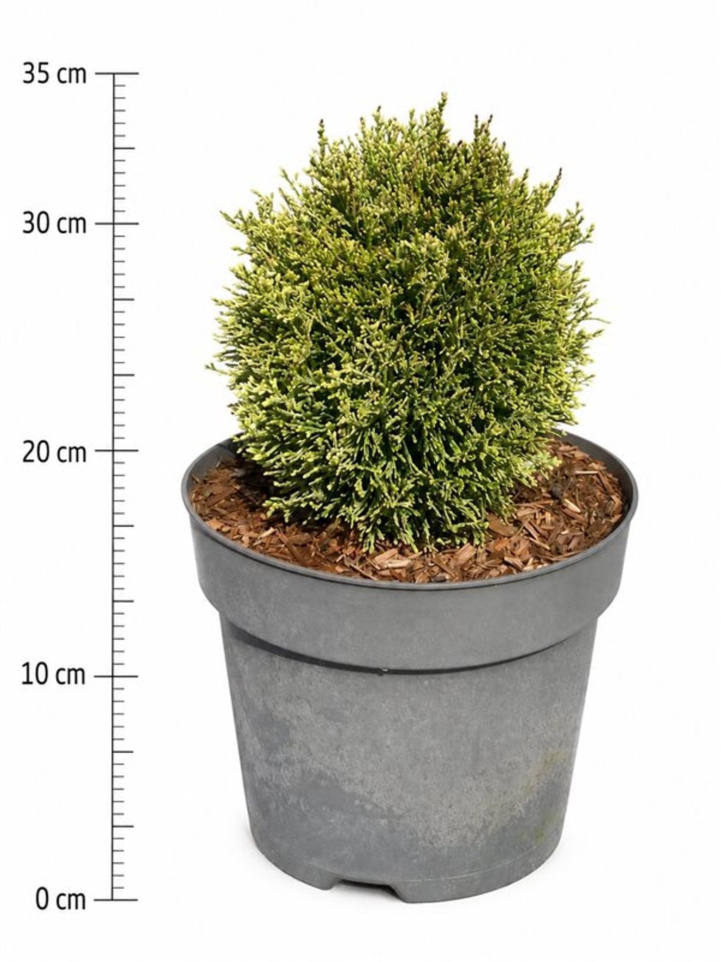 Thuja occidentalis 35cm 26cm Pot