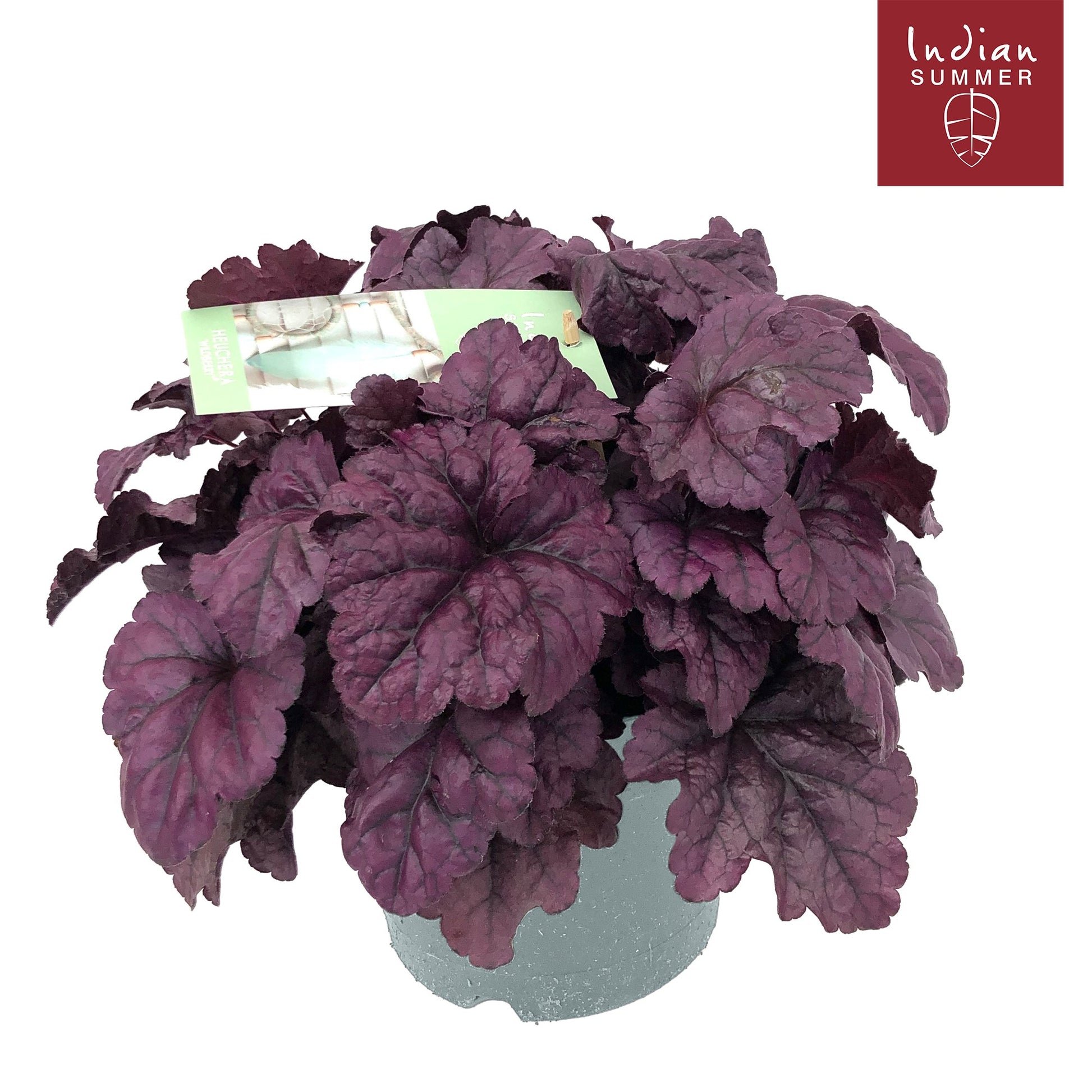 Heuchera hybrid 30cm 19cm Pot
