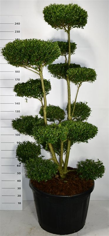 Ilex cren. Ellipta Convex 250cm 80cm Pot