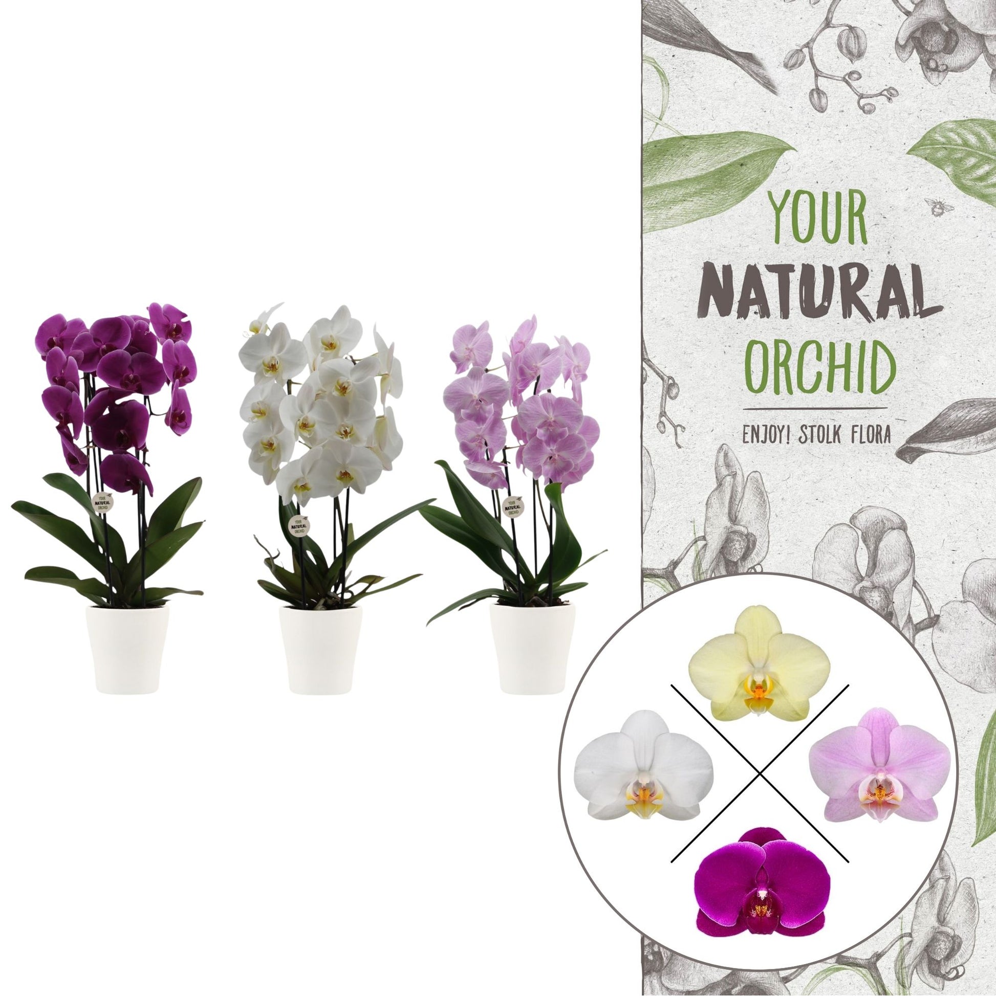 Phalaenopsis mix cascade (+ drp.Anna white) 45cm 12cm Pot