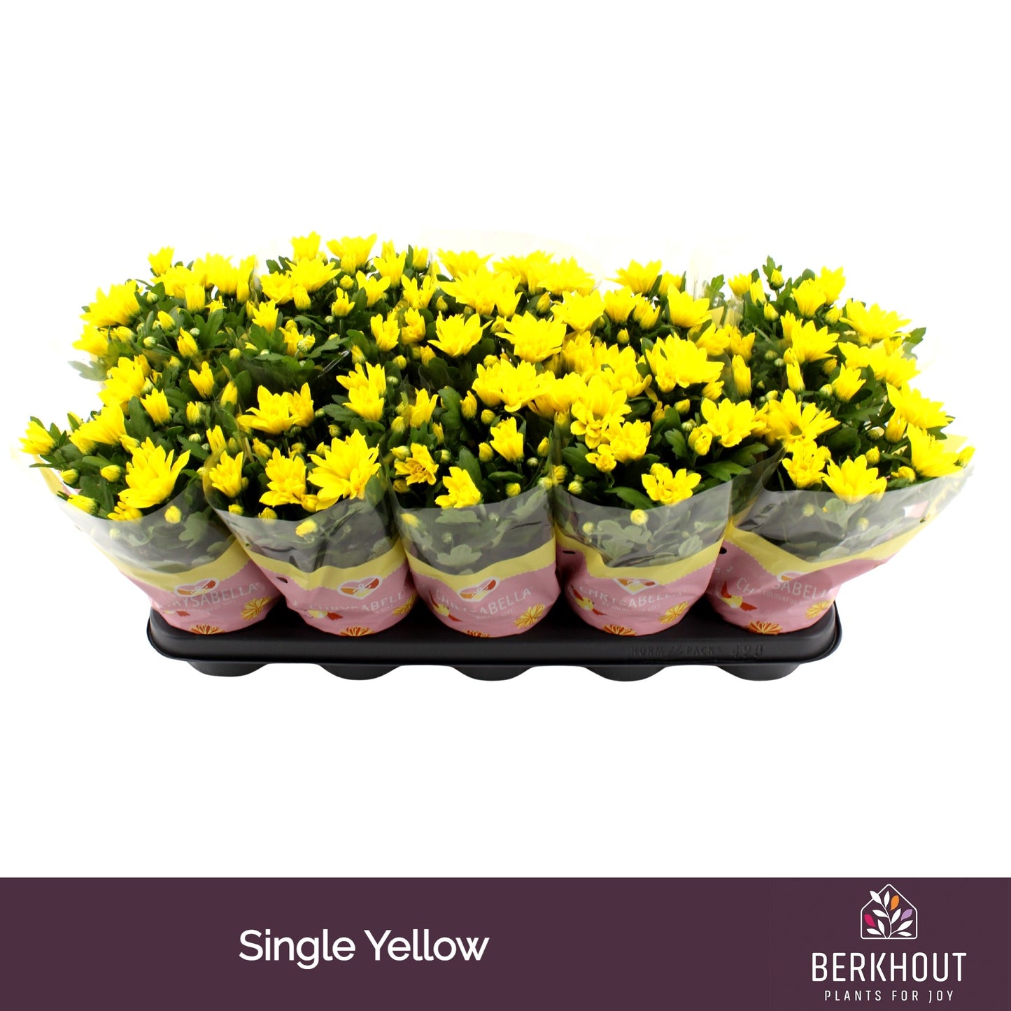 Chrysanthemum Heat Yellow 23cm 12cm Pot