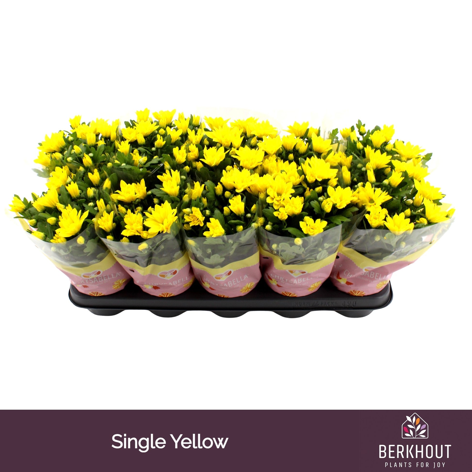 Chrysanthemum Heat Yellow 23cm 12cm Pot