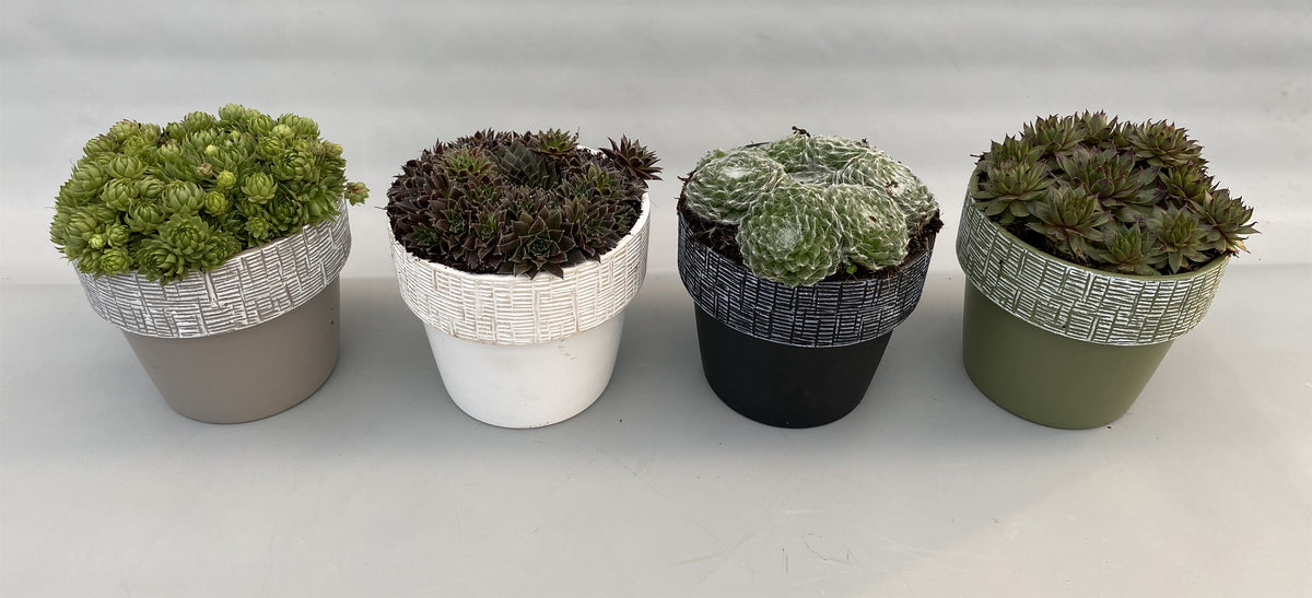Sempervivum mix 5cm 14cm Pot