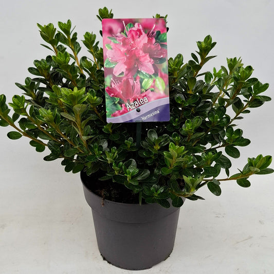 Rhododendron Kermesina 30cm 19cm Pot