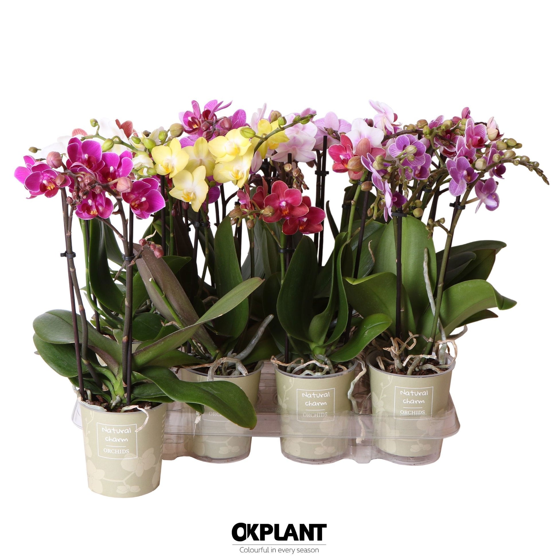 Phalaenopsis mix Natural Charm 32cm 9cm Pot