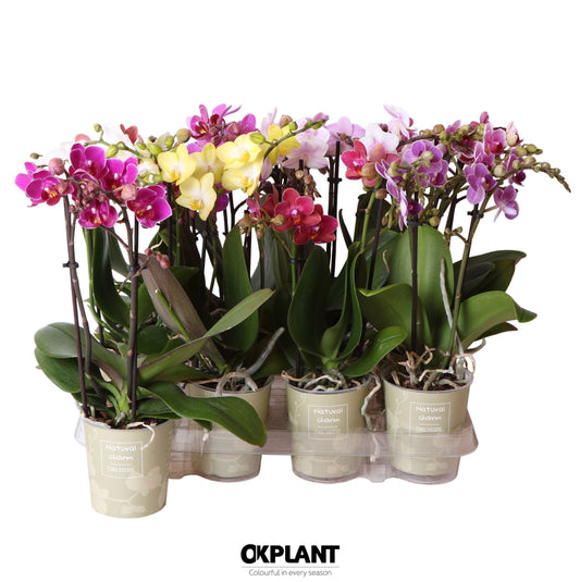Phalaenopsis mix Natural Charm 32cm 9cm Pot