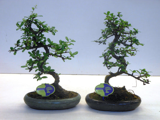 Carmona Bonsai 35cm 24cm Pot
